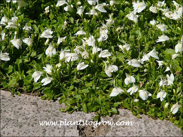 Nice clean white flowers and bright green foliage.